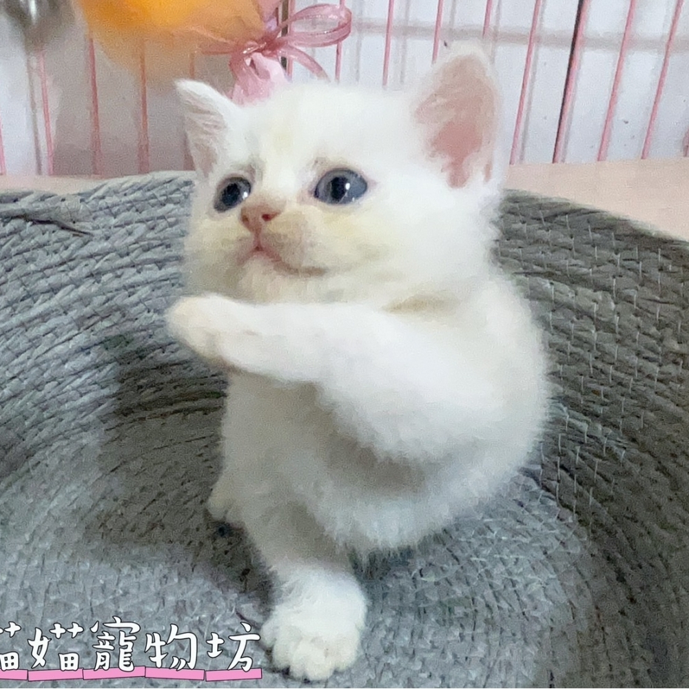 奶油曼赤肯弟弟