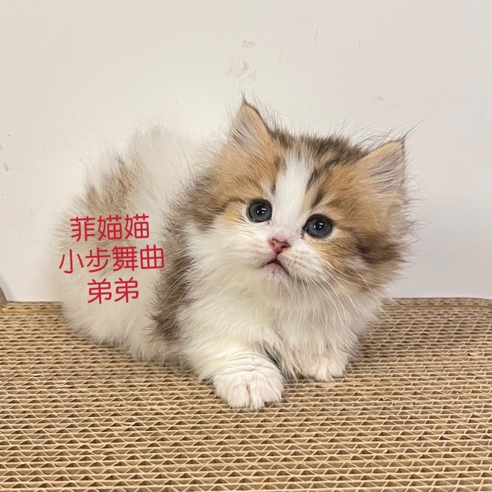 小步舞曲(已有家長)