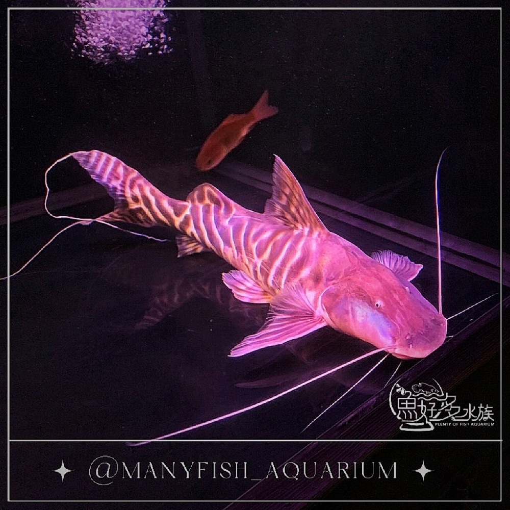 斑馬鴨嘴45cm+-