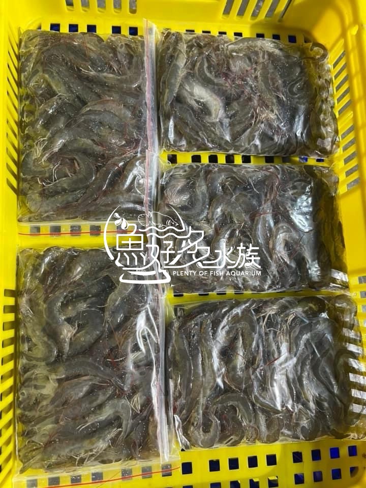 冷凍白蝦