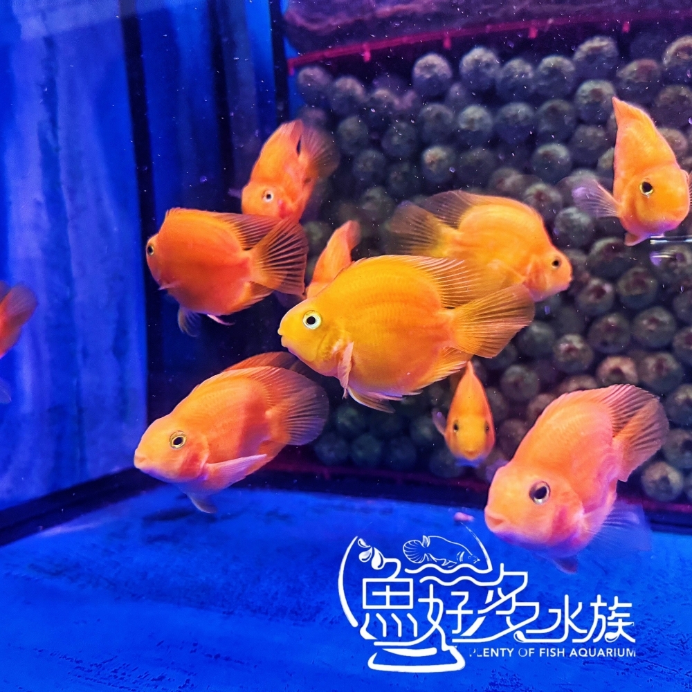黃鸚鵡