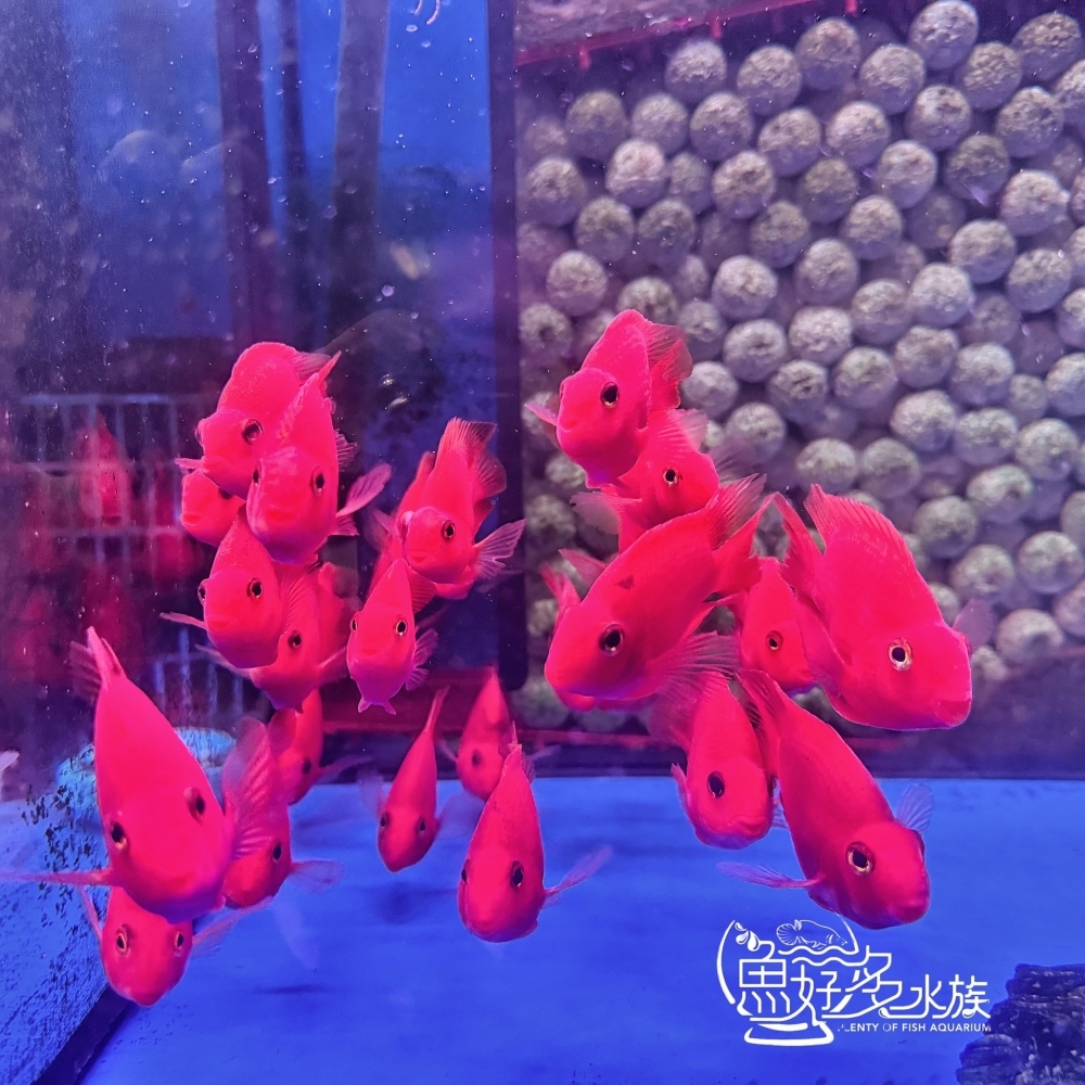 紫鸚鵡