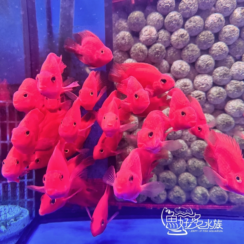 紫鸚鵡