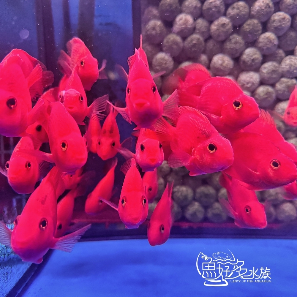 紫鸚鵡