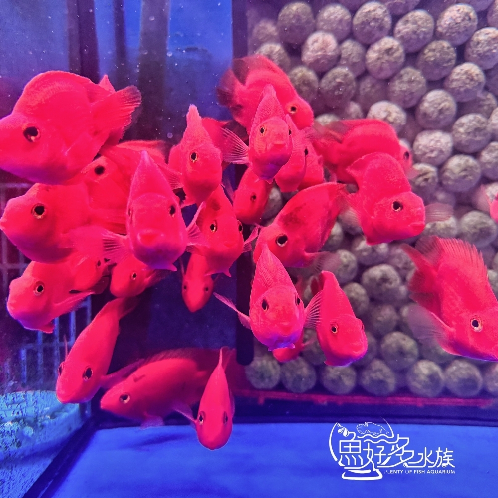 紫鸚鵡