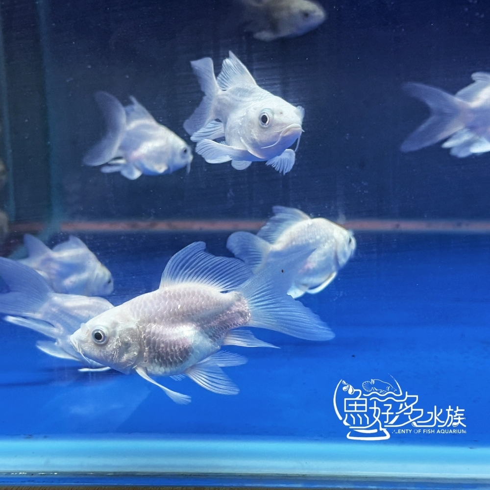 短身白金蝴蝶龍鯉
