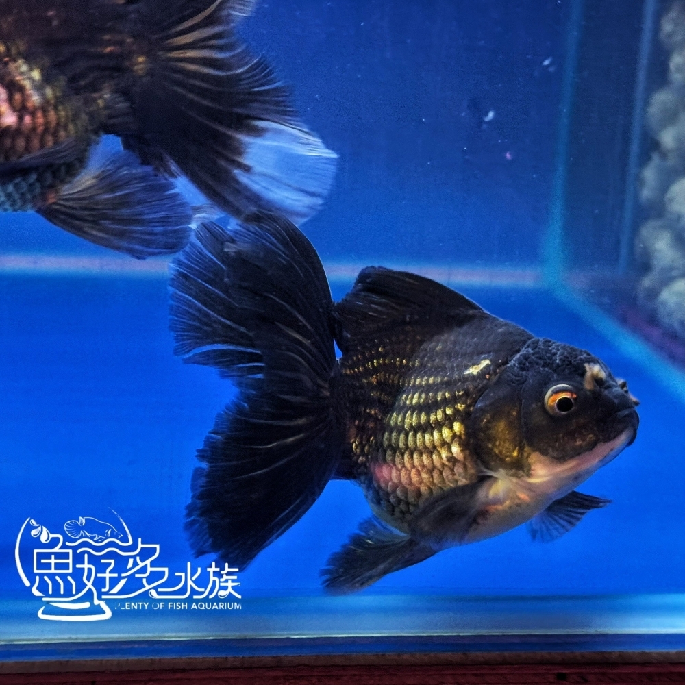 原裝進口 百褶尾黑泰獅