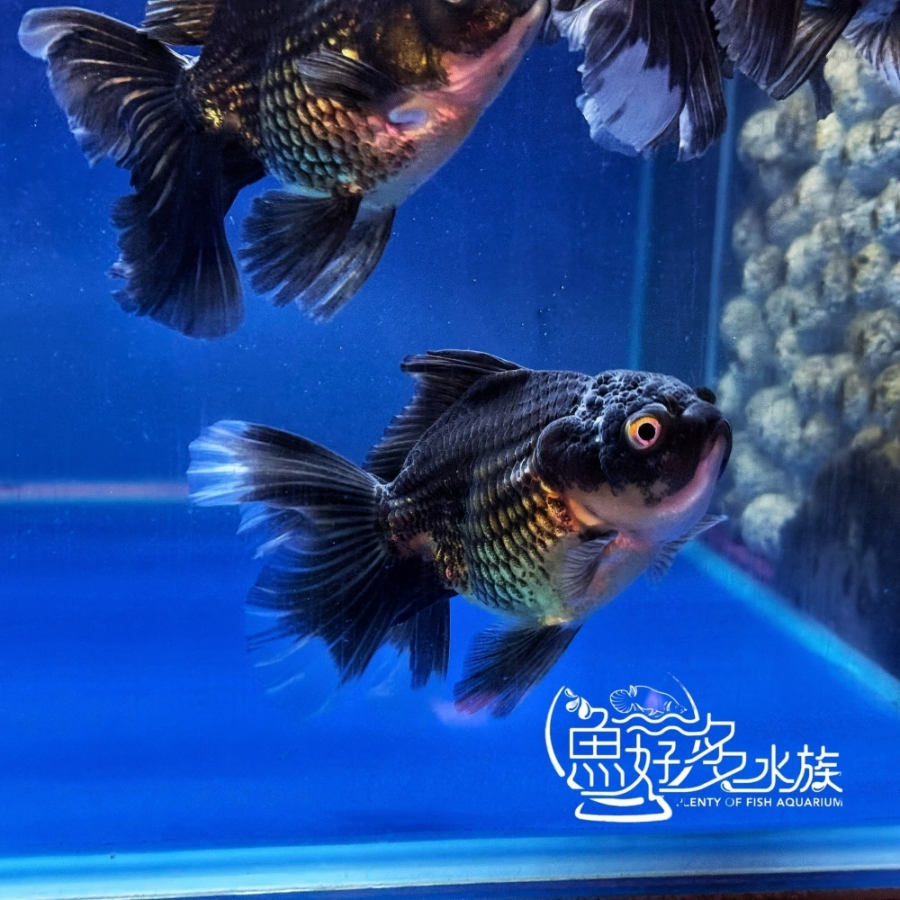 原裝進口 百褶尾黑泰獅