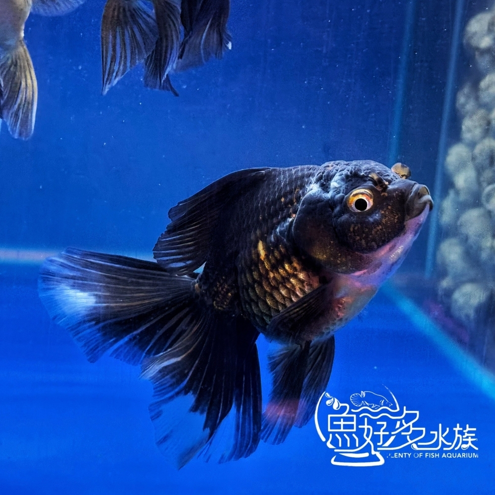 原裝進口 百褶尾黑泰獅