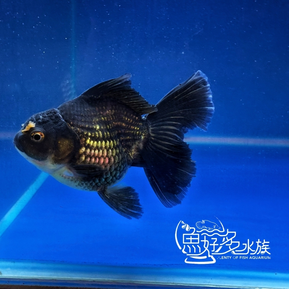 原裝進口 百褶尾黑泰獅