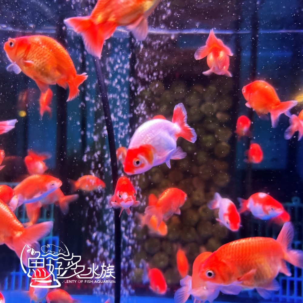 紅白蘭壽