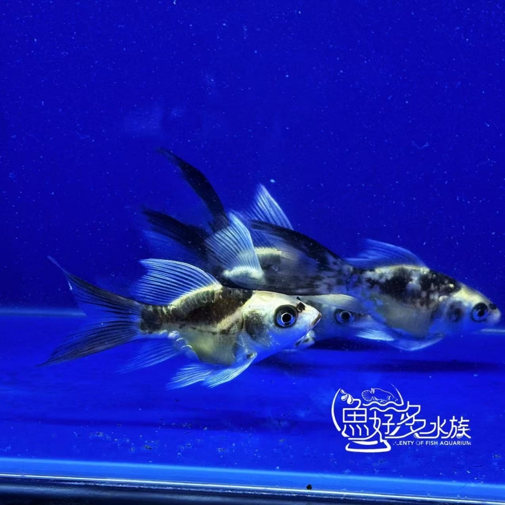 短身瑪雅蝴蝶龍鯉