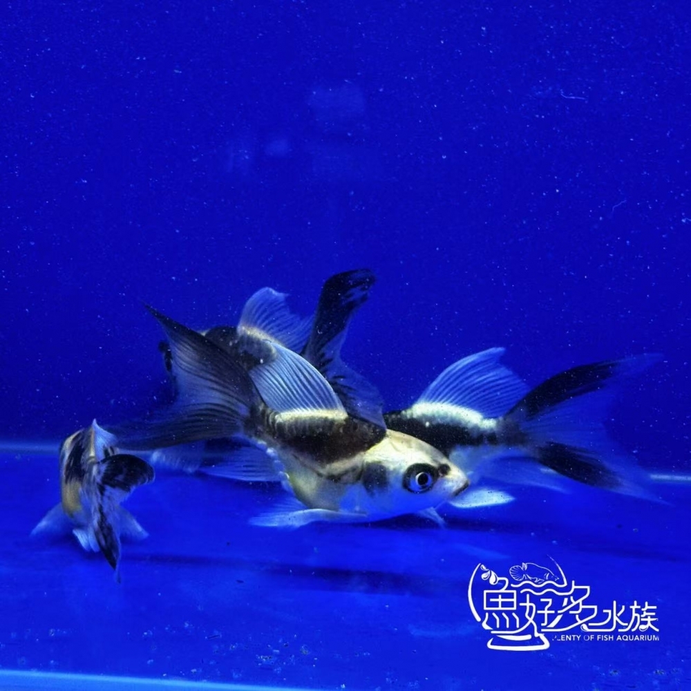 短身瑪雅蝴蝶龍鯉