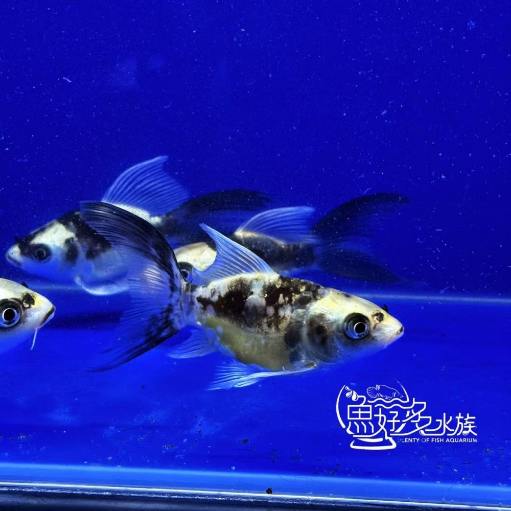 短身瑪雅蝴蝶龍鯉