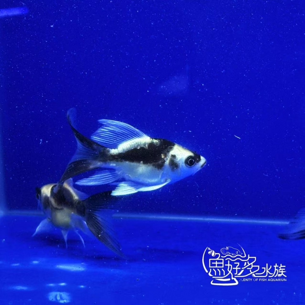 短身瑪雅蝴蝶龍鯉