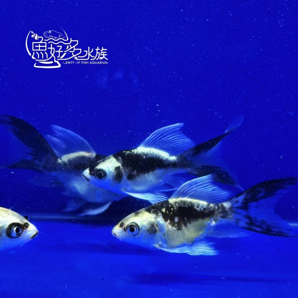 短身瑪雅蝴蝶龍鯉