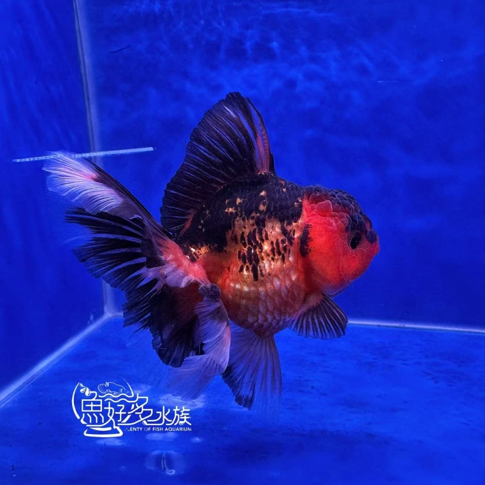 原裝百褶尾泰獅(包金配色)