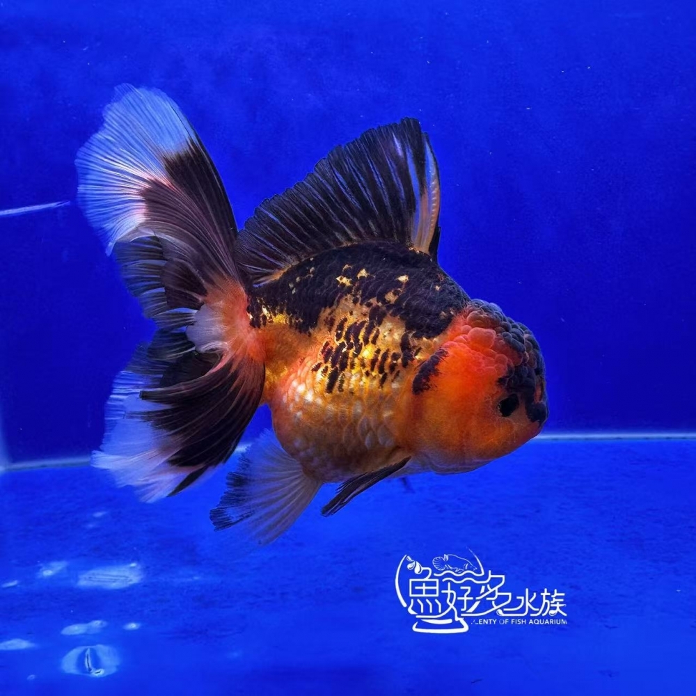 原裝百褶尾泰獅(包金配色)