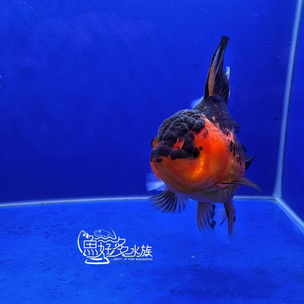 原裝百褶尾泰獅(包金配色)