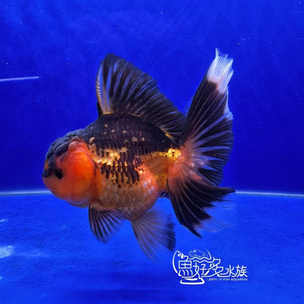 原裝百褶尾泰獅(包金配色)