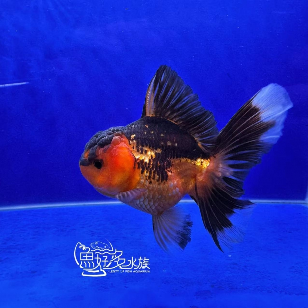 原裝百褶尾泰獅(包金配色)