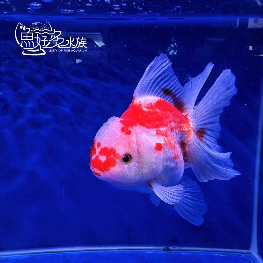 原裝百褶尾泰獅(紅白鹿子、玉印)