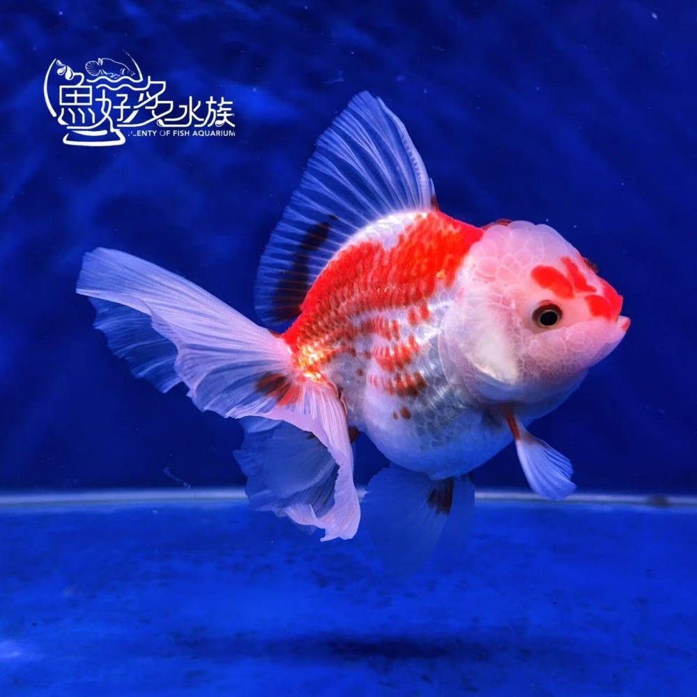 原裝百褶尾泰獅(紅白鹿子、玉印)