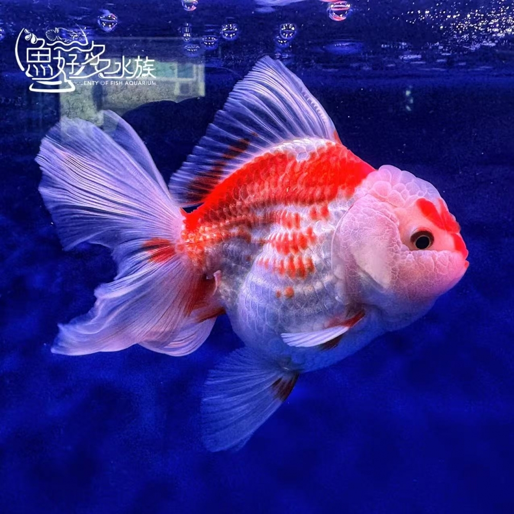 原裝百褶尾泰獅(紅白鹿子、玉印)