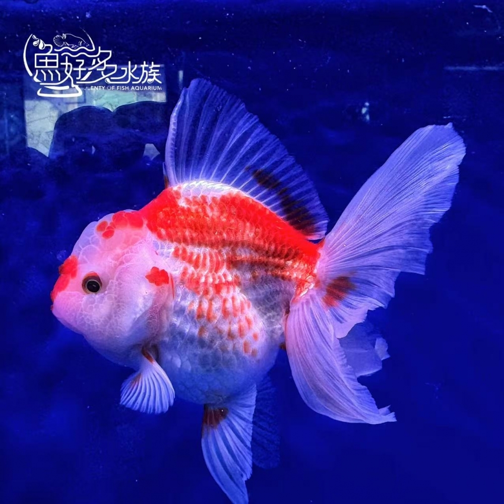 原裝百褶尾泰獅(紅白鹿子、玉印)