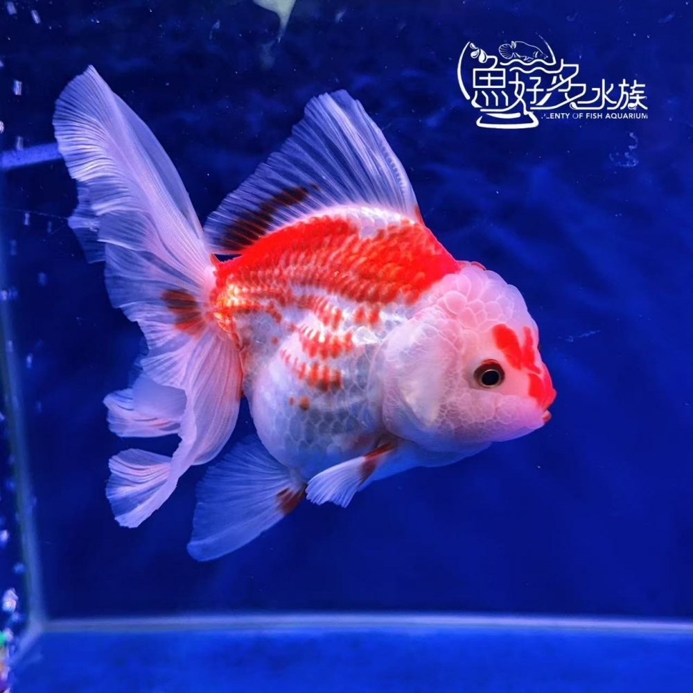 原裝百褶尾泰獅(紅白鹿子、玉印)