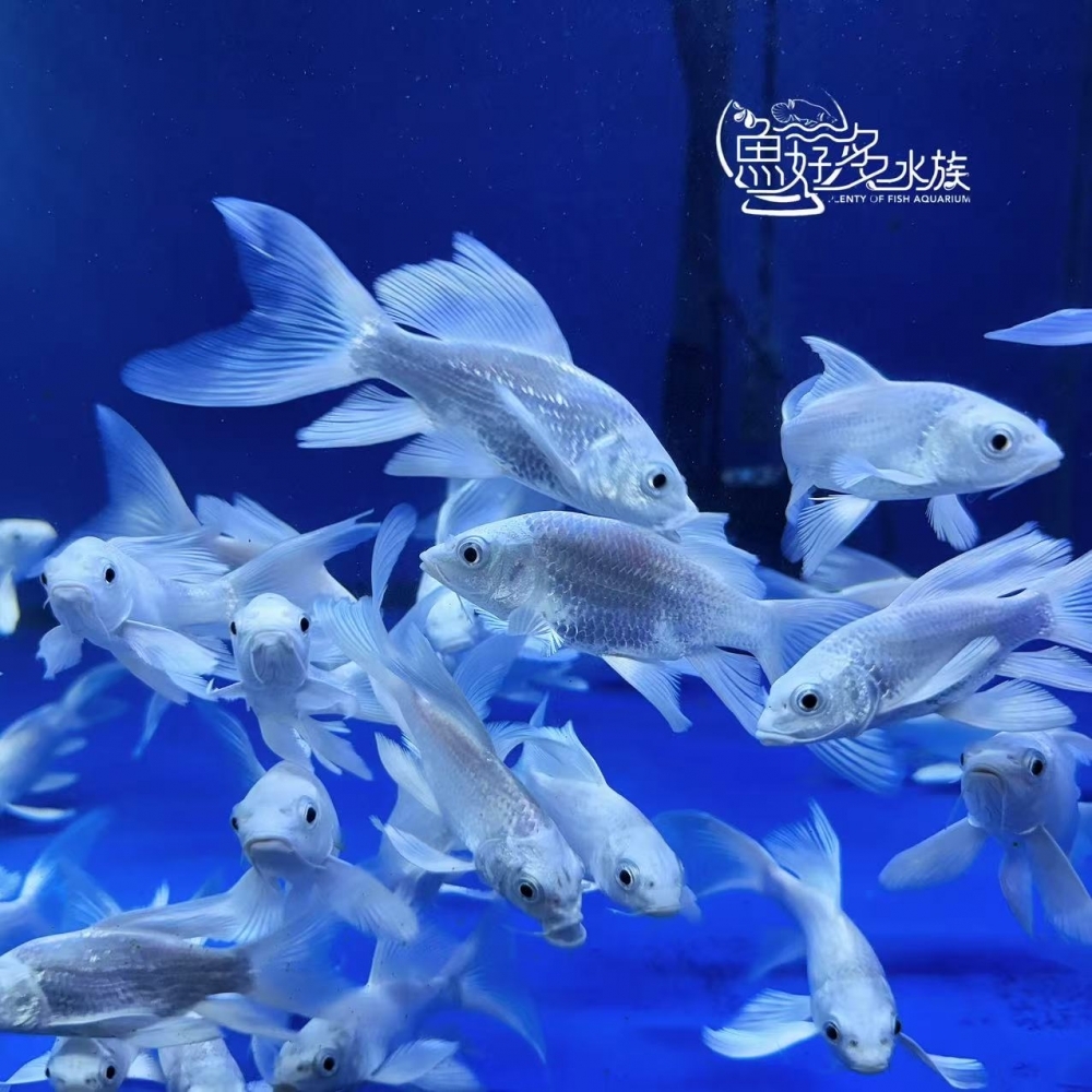 A級白金蝴蝶龍鯉