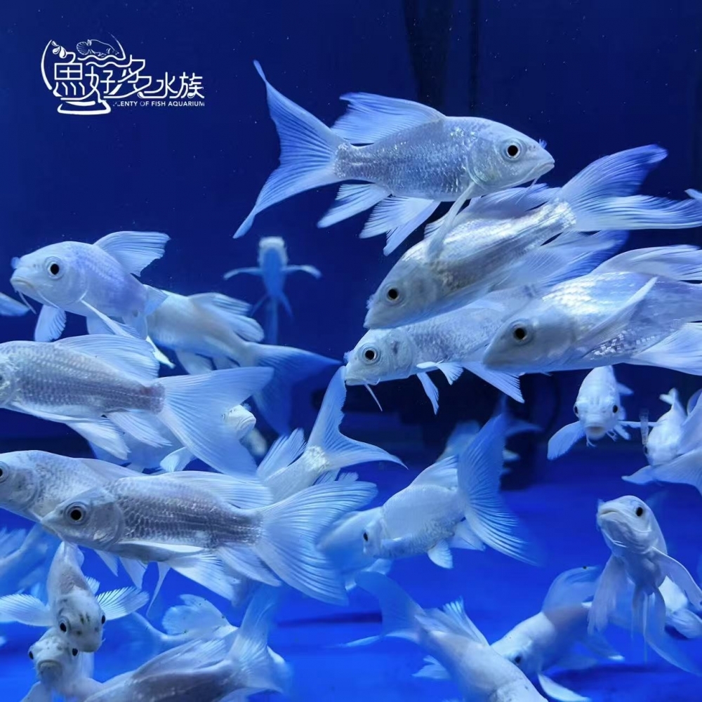 A級白金蝴蝶龍鯉