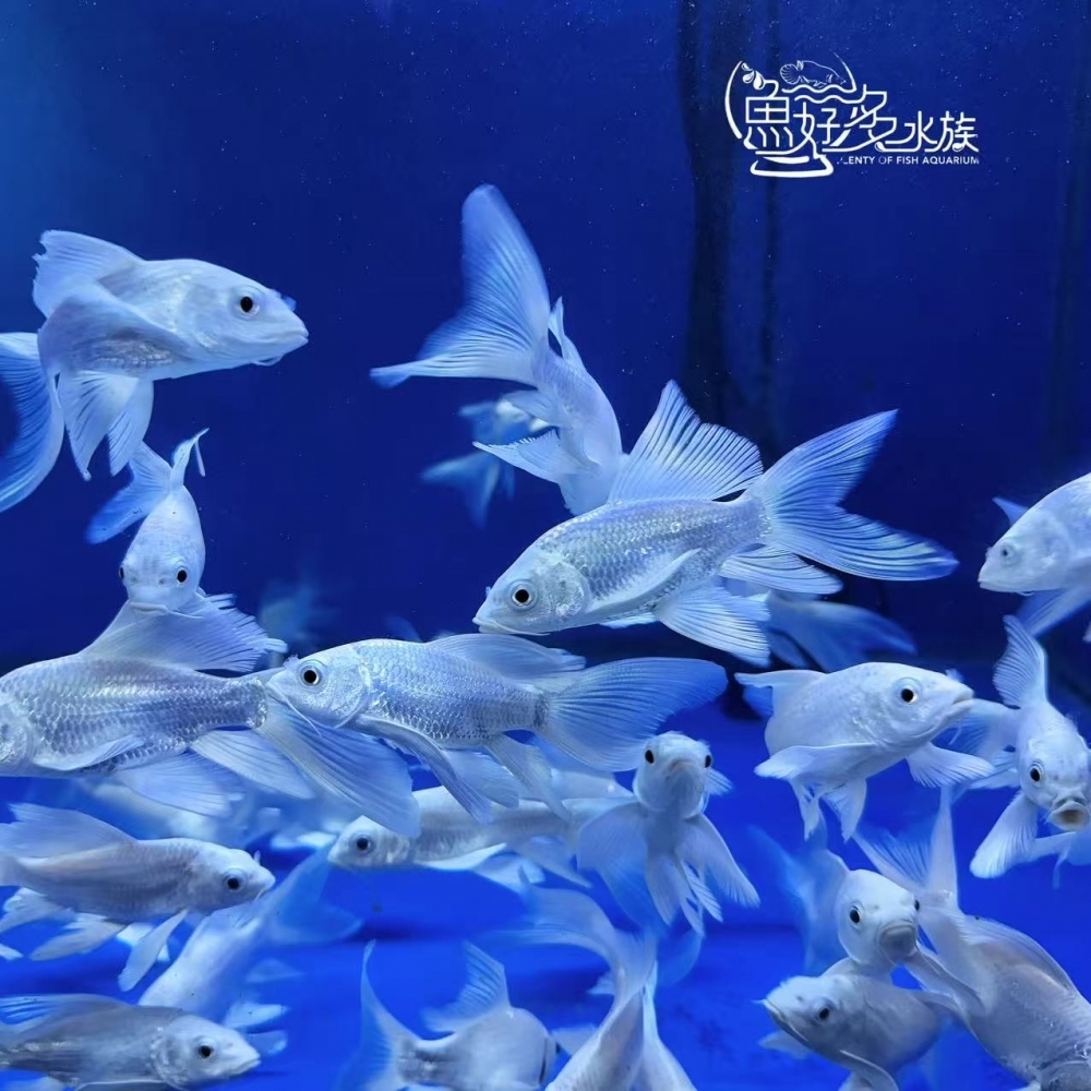 A級白金蝴蝶龍鯉