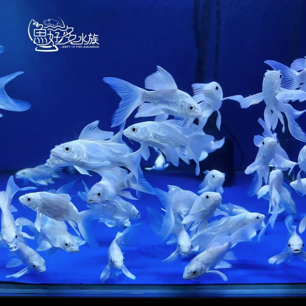 A級白金蝴蝶龍鯉