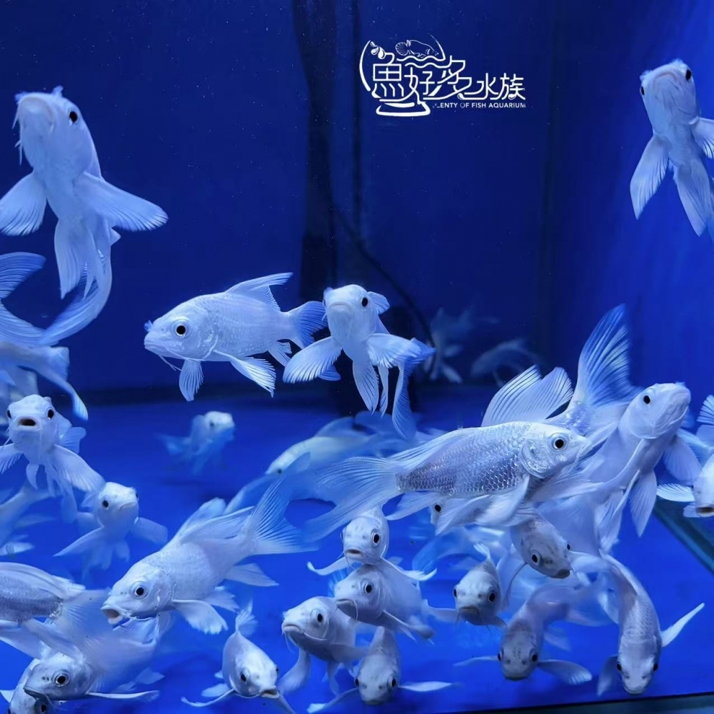 A級白金蝴蝶龍鯉