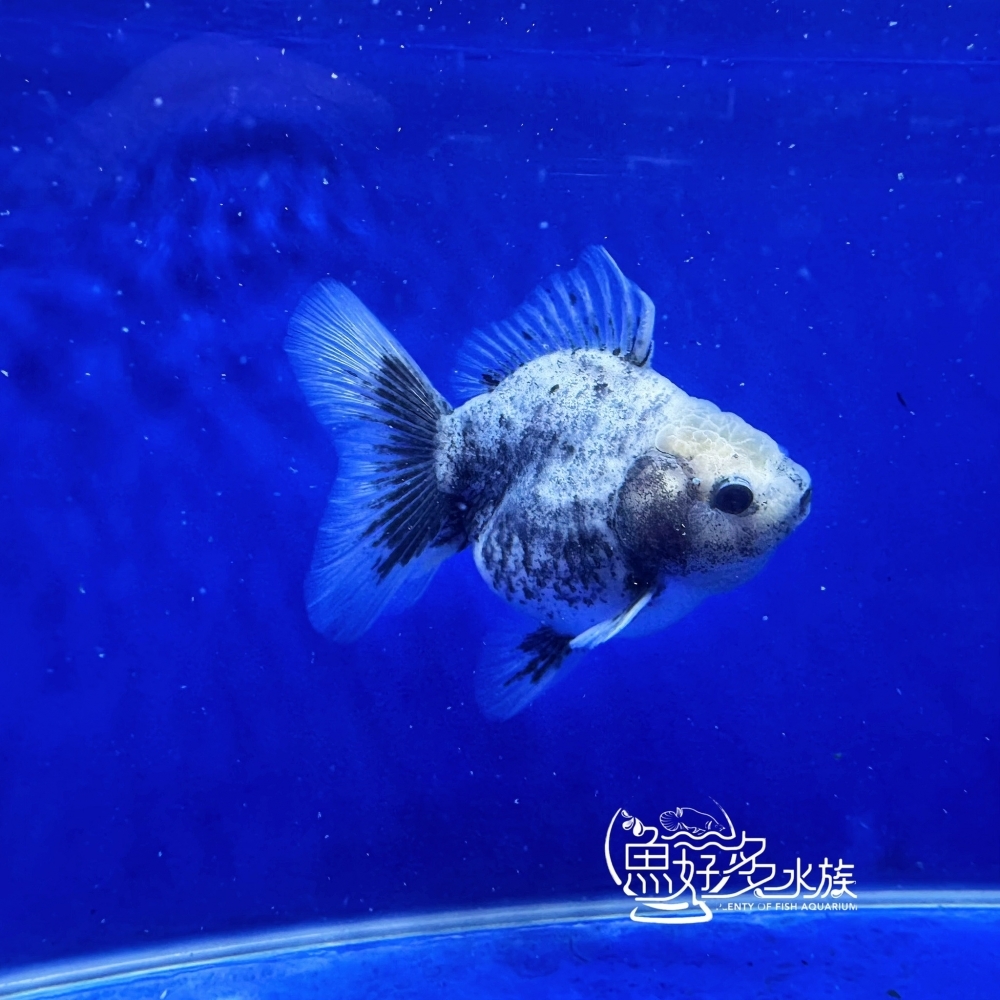 原裝百褶尾泰獅(芝麻斑配色)