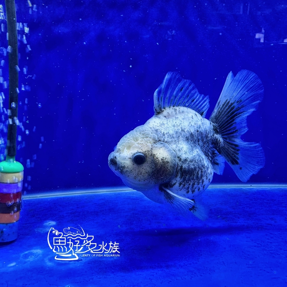 原裝百褶尾泰獅(芝麻斑配色)