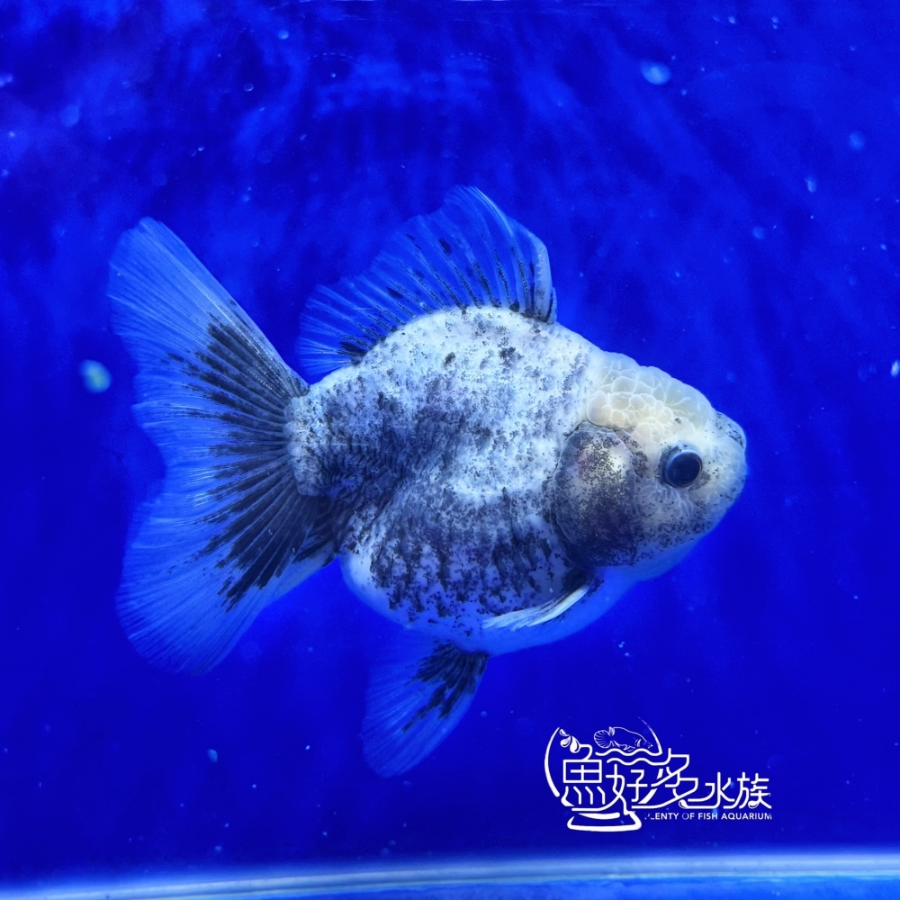 原裝百褶尾泰獅(芝麻斑配色)