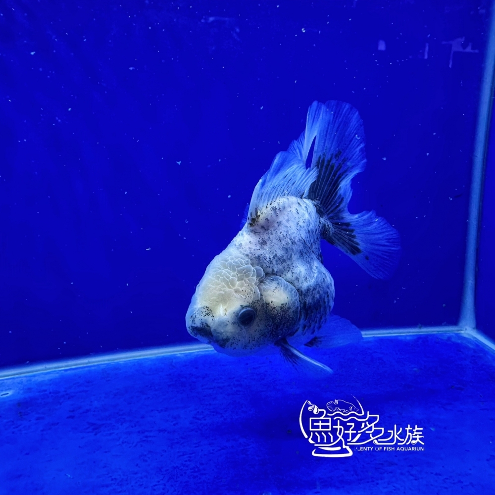 原裝百褶尾泰獅(芝麻斑配色)