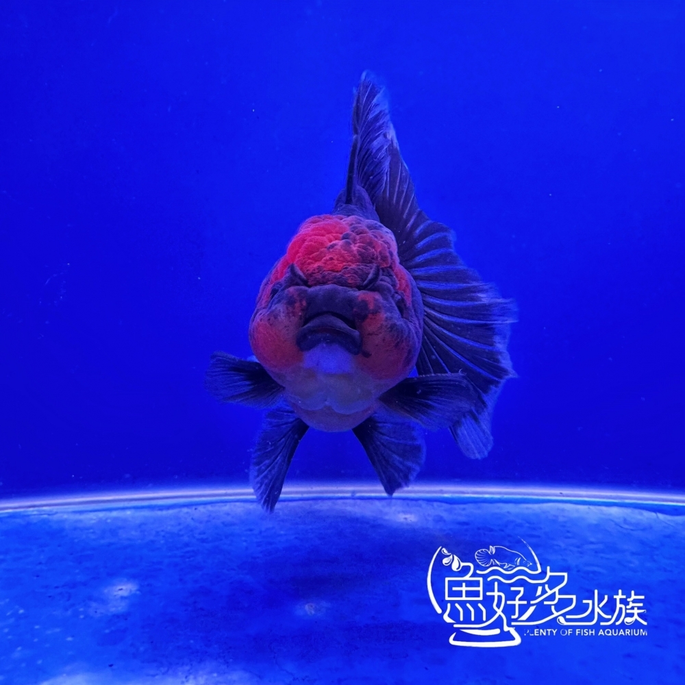 原裝百褶尾泰獅(麒麟紅頭)