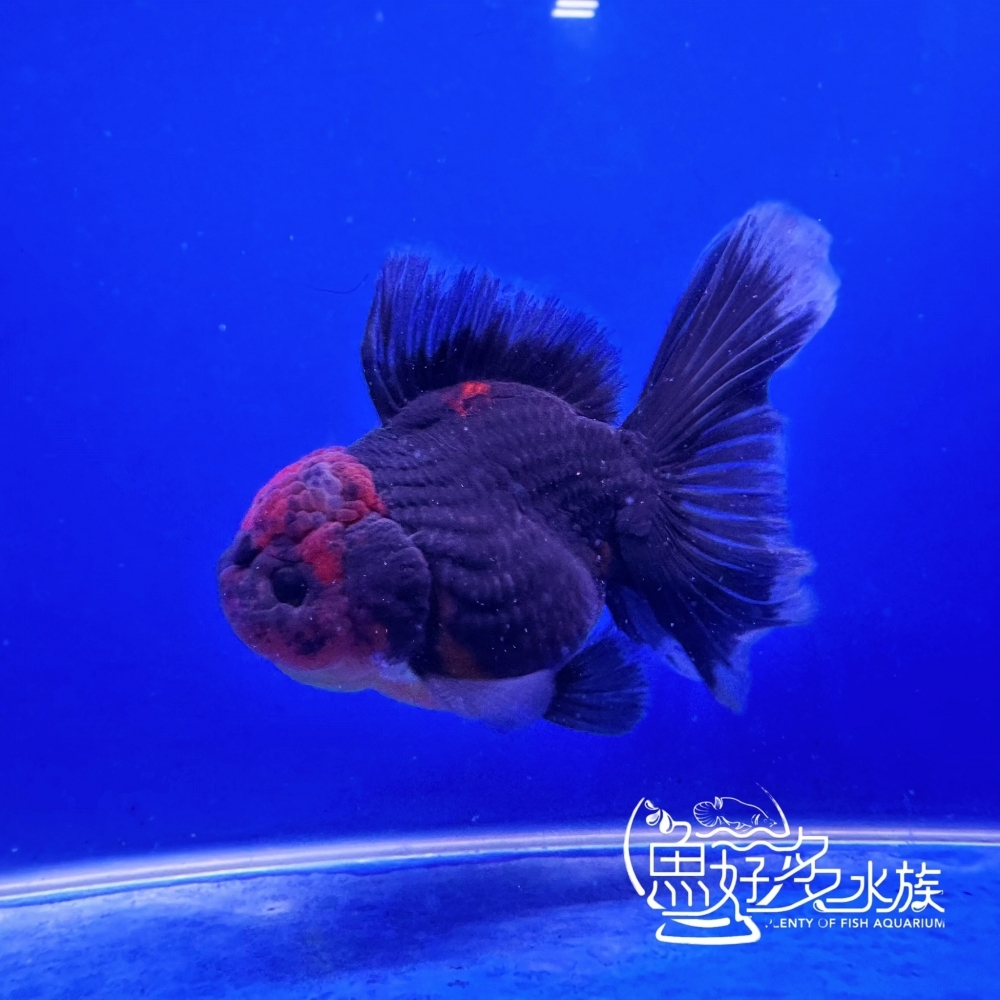 原裝百褶尾泰獅(麒麟紅頭)