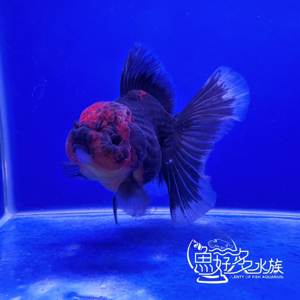 原裝百褶尾泰獅(麒麟紅頭)