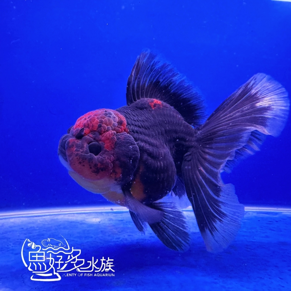 原裝百褶尾泰獅(麒麟紅頭)