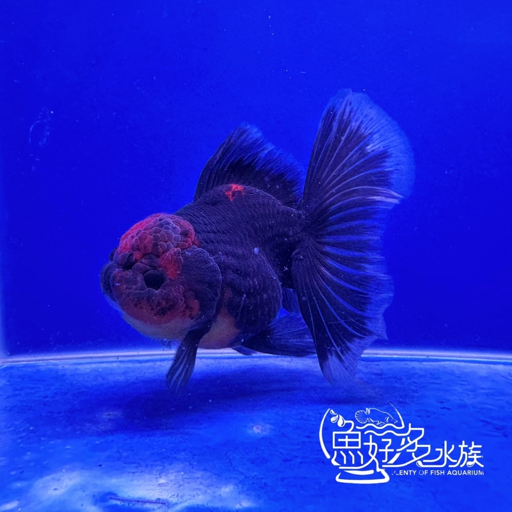 原裝百褶尾泰獅(麒麟紅頭)