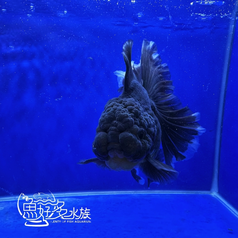 原裝進口玫瑰尾黑泰獅