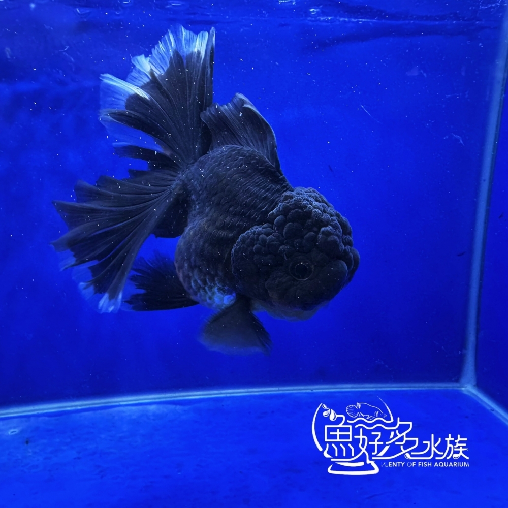 原裝進口玫瑰尾黑泰獅