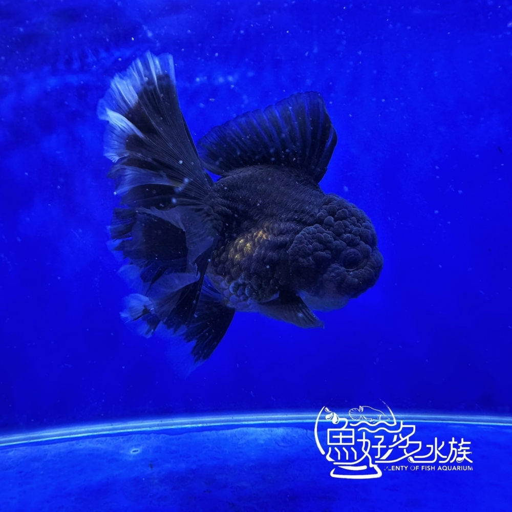 原裝進口玫瑰尾黑泰獅