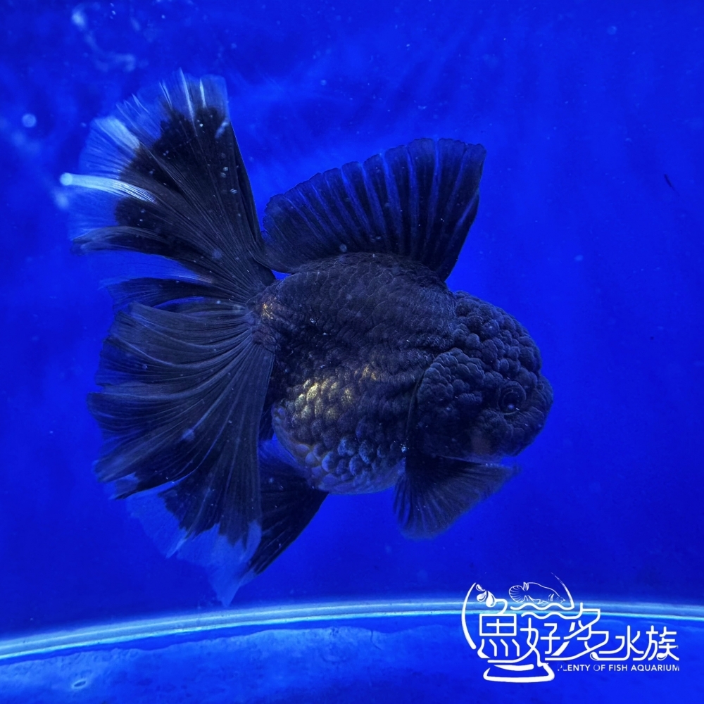 原裝進口玫瑰尾黑泰獅