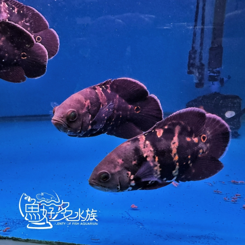 巴西野生大黃蜂花豬