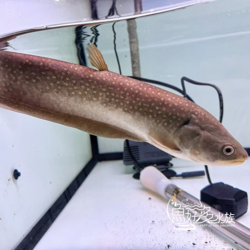 精品級滿天星鑽石飛刀